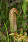 Hooded pitcherplant